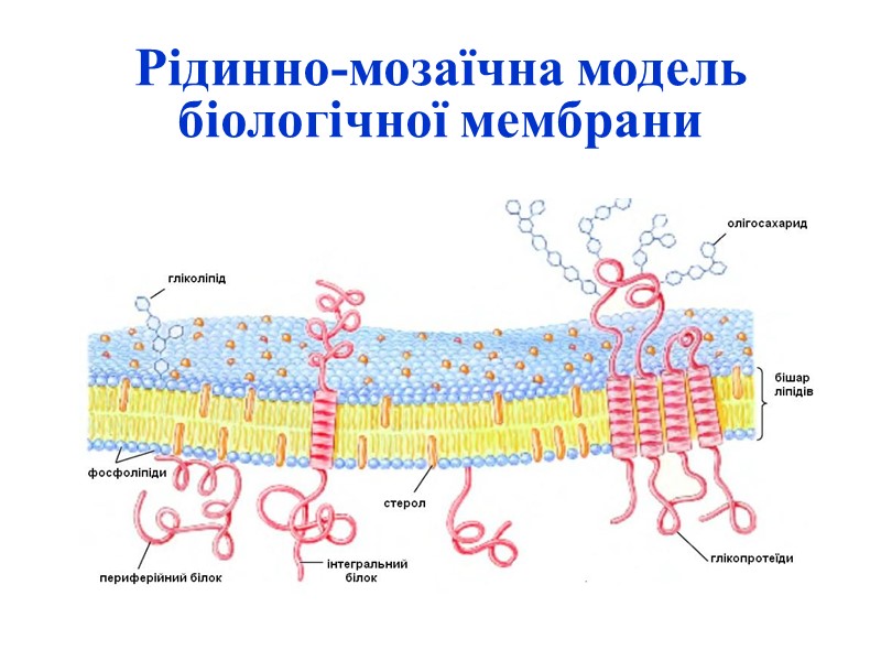 Рідинно-мозаїчна модель біологічної мембрани